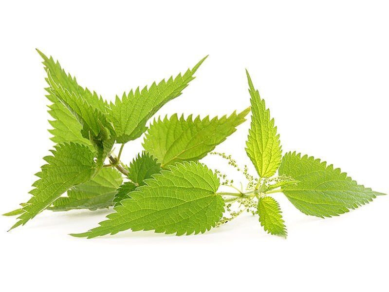 nettle in the capsules of ZXCVBNQWERT